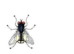 © 1997- 2003 Icky fly!! Created by kim at designplace.com
