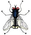 IckyFly created by kim at designplace.com